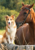 /album/www-tierphysio-bendel-de/a39152-bendel-tierphysio-v4-1-kopie-jpg/